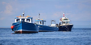 Billy Shiel's Farne Island Trips